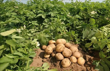 Potatoes Farming